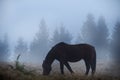 foggy early twilight in the forest. Horse grazing in a meadow in the fog among the trees in the forest. Royalty Free Stock Photo