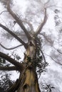 Foggy eucalyptus forest, San Pedro Valley County Park, San Francisco bay area, California