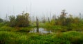 A foggy fall morning at Guste Island in South Louisiana