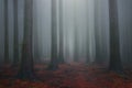 Foggy fantasy dreamy forest Royalty Free Stock Photo