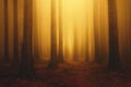 Foggy fantasy dreamy forest with sunshine at morning Royalty Free Stock Photo