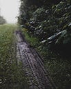 Foggy Farm Path