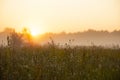 foggy field with blooming different wildflowers in spring. The sun rising in the fog over the horizon. Royalty Free Stock Photo