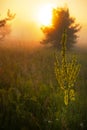 foggy field with blooming different wildflowers in spring. The sun rising in the fog over the horizon.