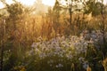 foggy field with blooming different wildflowers in spring. The sun rising in the fog over the horizon.