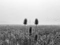 A foggy field with blurry birds in the sky, typical autumn mood morning with the view over a agricultural field. Royalty Free Stock Photo