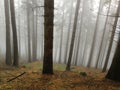 Foggy forest above 1500 meters in Austria