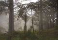 Foggy forest