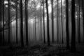 Foggy Forest in Black and White Royalty Free Stock Photo