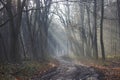foggy forest - Brachter Wald, Germany Royalty Free Stock Photo