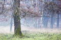 Foggy forest - Brachter Wald in Germany Royalty Free Stock Photo