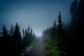 Foggy forest, cypress trees in Mount Rainier National Park