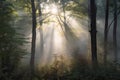 foggy forest at dawn, with rays of sunlight breaking through the mist Royalty Free Stock Photo