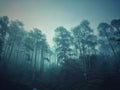 Foggy forest dence jungle dark horror