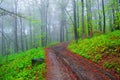 Foggy forest and dirt road