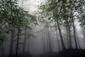 Foggy forest Royalty Free Stock Photo