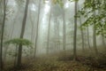 Foggy Forest Royalty Free Stock Photo