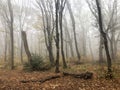 Foggy forest. fallen tree trunks. old autumn forest. gloomy mysterious Royalty Free Stock Photo