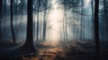 a foggy forest filled with lots of trees and grass with the sun shining through the trees in the distance and the ground covered Royalty Free Stock Photo