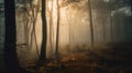 a foggy forest filled with lots of trees and leaves on the ground, with the sun shining through the trees and the fog in the air Royalty Free Stock Photo