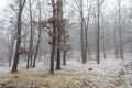 Foggy Forest. First Snow in Autumn.