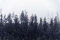 Foggy forest Royalty Free Stock Photo