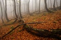 Foggy forest in Giant mountains Royalty Free Stock Photo