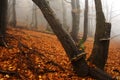 Foggy forest in Giant mountains Royalty Free Stock Photo