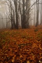 Foggy forest in Giant mountains Royalty Free Stock Photo