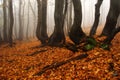 Foggy forest in Giant mountains Royalty Free Stock Photo