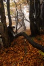 Foggy forest in Giant mountains Royalty Free Stock Photo