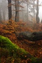 Foggy forest in Giant mountains Royalty Free Stock Photo