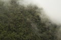 Foggy forest landscape - Colombia