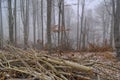 Foggy forest landscape with a path between pines with logs in the way Royalty Free Stock Photo