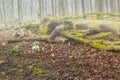 Foggy forest landscape in the spring with on the misty background dead trunks covered with mosses