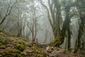 Foggy forest landscape with trees covered by green moss Royalty Free Stock Photo