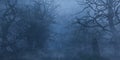 Foggy forest with leafless trees in evening time