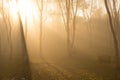 Foggy forest in morning time Royalty Free Stock Photo