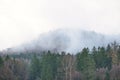 Foggy forest on a mountain in the Elbe Sandstone Mountains. Gloomy atmosphere