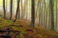 Autumn landscape. Mystic colored foggy forest Royalty Free Stock Photo