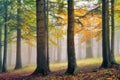 Autumn landscape. Mystic colored foggy forest Royalty Free Stock Photo