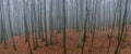 Foggy Forest panorama on a misty autumn day Royalty Free Stock Photo