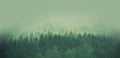 Foggy Forest Panorama Royalty Free Stock Photo