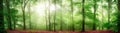 Foggy forest panorama with soft rays of light Royalty Free Stock Photo