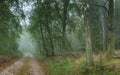 A foggy forest path in autumn in germany Royalty Free Stock Photo