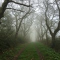 Foggy Forest Path: Green Grass Lane and Trees Royalty Free Stock Photo