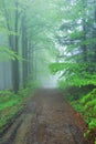 Foggy Forest Path Royalty Free Stock Photo