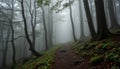 foggy forest pathway Ã¢â¬\' a narrow path winds through an ancient forest shrouded in thick fog soft diffused light creates a Royalty Free Stock Photo