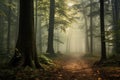 foggy forest with picturesque trees misty foggy forest foggy day Royalty Free Stock Photo