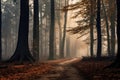 foggy forest with picturesque trees misty foggy forest foggy day Royalty Free Stock Photo